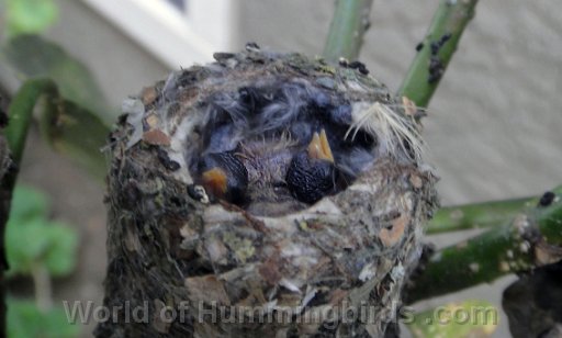 Hummingbird Photo: close up 2 babies